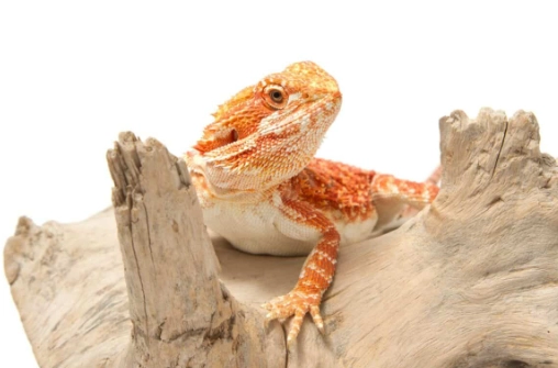 鬆獅蜥脫皮護理