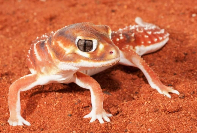 豹紋守宮健康 豹紋守宮健康