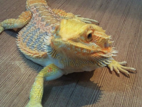 鬆獅蜥脫皮前兆