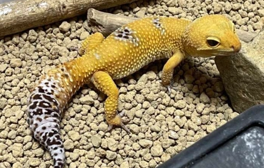 守宮叫聲意思 守宮叫聲意思