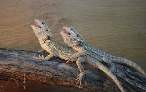 鬆獅蜥脫皮時間