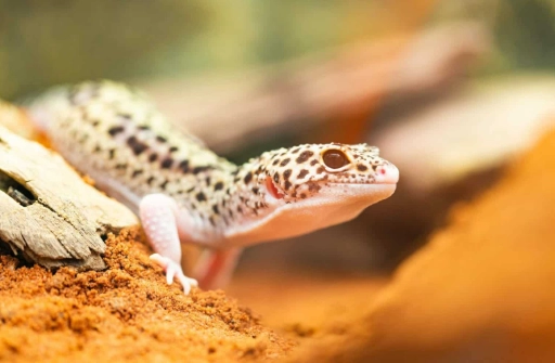 豹紋守宮聲音 豹紋守宮聲音