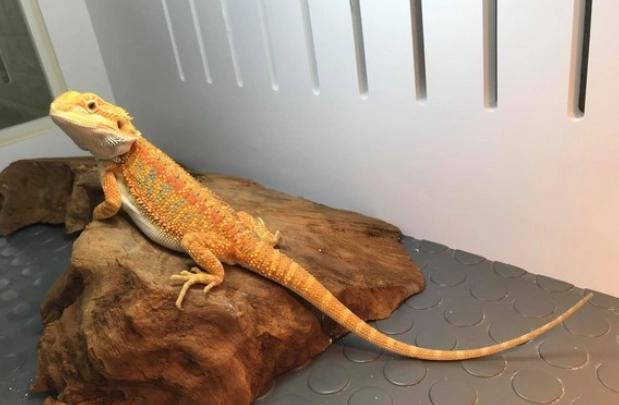 鬆獅蜥脫皮週期