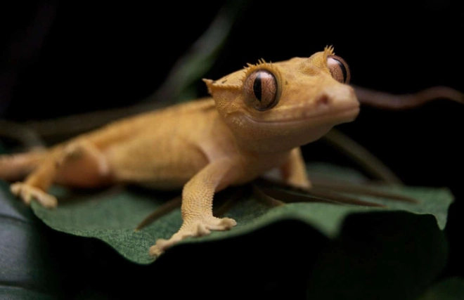 豹紋守宮健康 豹紋守宮健康
