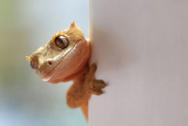 守宮壁虎差異 守宮壁虎差異