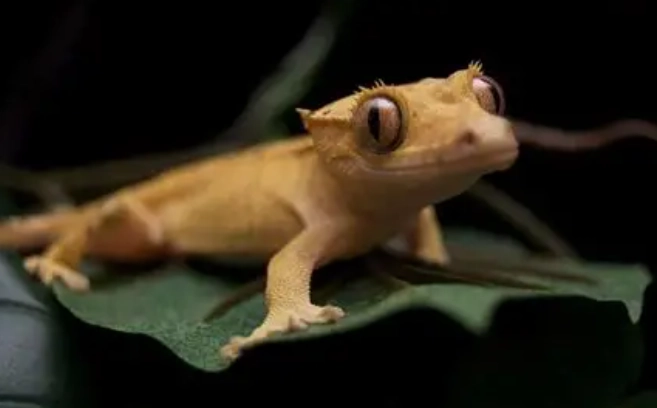 守宮眼睛紅腫 守宮眼睛紅腫