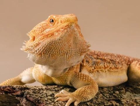 鬆獅蜥脫皮照顧