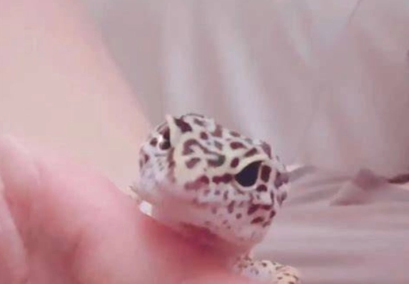 守宮不見了怎麼辦