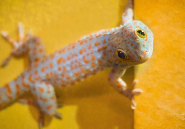 守宮眼睛發炎 守宮眼睛發炎