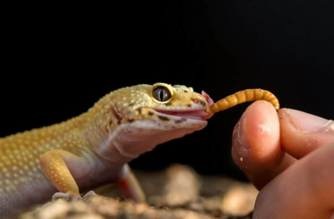守宮眼睛發炎 守宮眼睛發炎