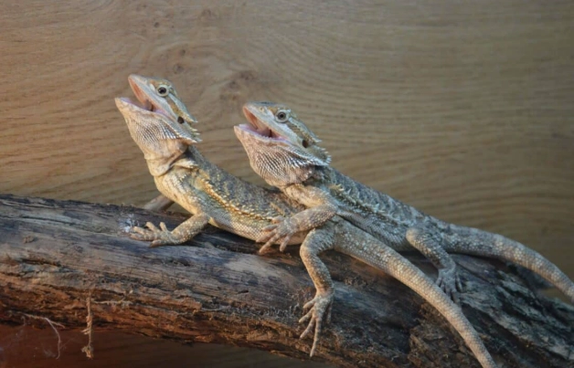 鬆獅蜥脫皮照顧