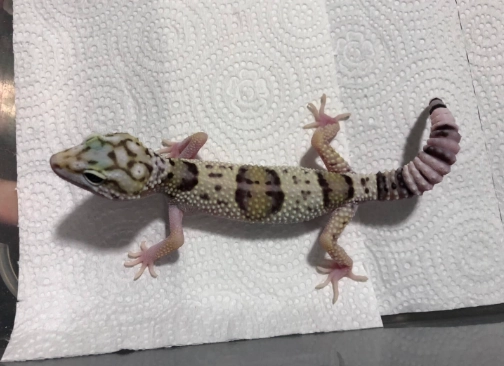 守宮發情照顧 守宮發情照顧