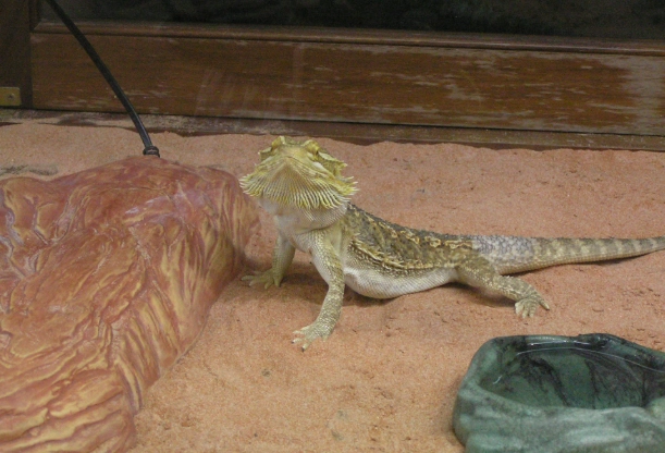 鬆獅蜥脫皮頻率