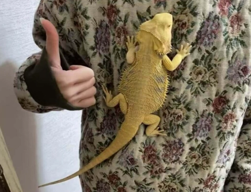 鬆獅蜥脫皮原因