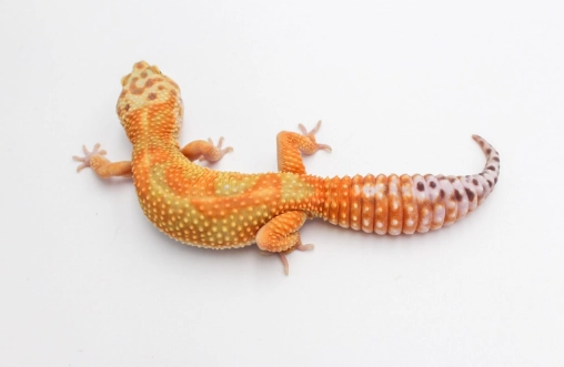 守宮叫聲意思 守宮叫聲意思