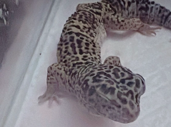 守宮逃跑處理 守宮逃跑處理