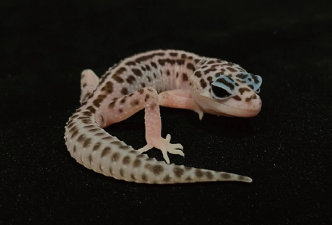 守宮發情照顧 守宮發情照顧