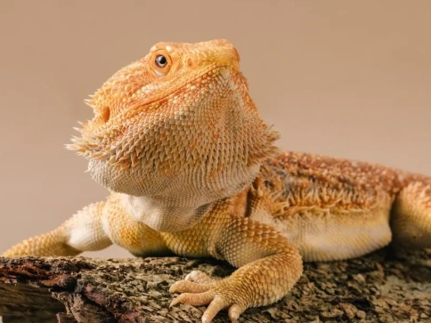 鬆獅蜥脫皮不順怎麼辦