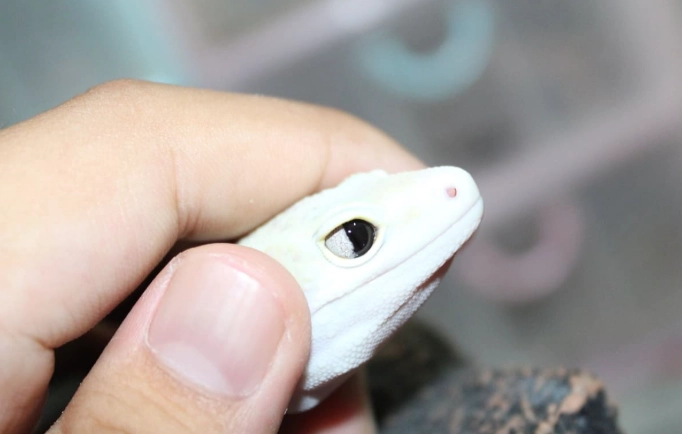 守宮眼睛紅腫 守宮眼睛紅腫