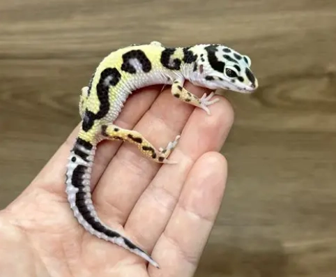 守宮叫聲意思 守宮叫聲意思