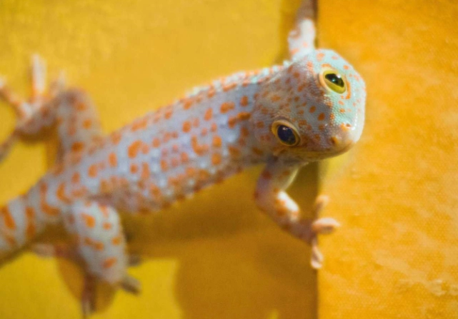 守宮逃跑處理 守宮逃跑處理