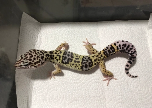 豹紋守宮繁殖 豹紋守宮繁殖