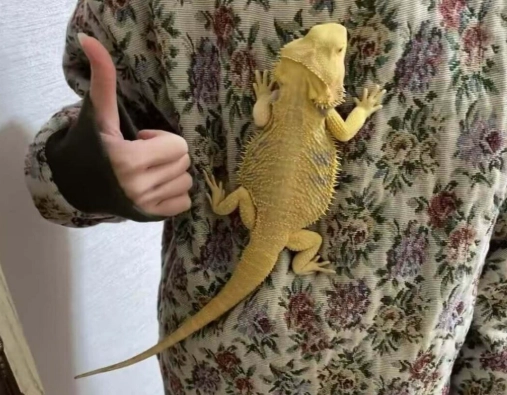 鬆獅蜥脫皮時間