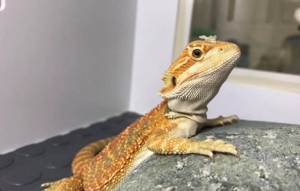 鬆獅蜥脫皮週期