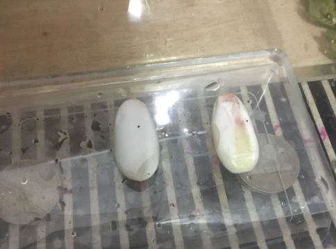 壁虎產卵困難 壁虎產卵困難