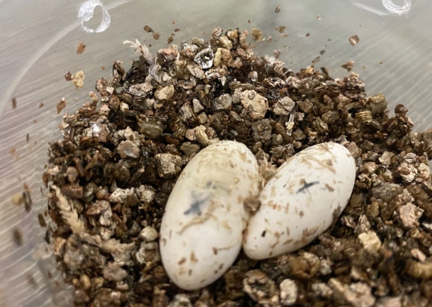 守宮生蛋怎麼辦？完整處理指南與專家建議