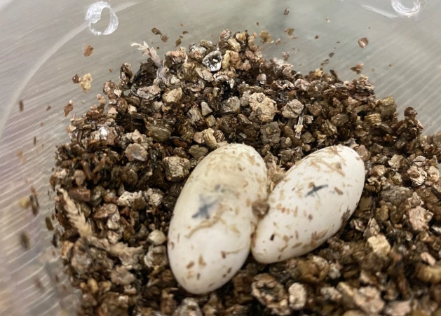 守宮卡蛋處理 守宮卡蛋處理