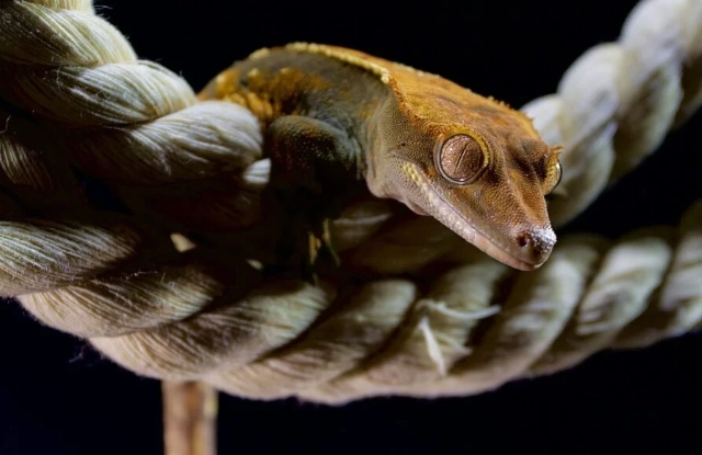 睫角守宮吃什麼