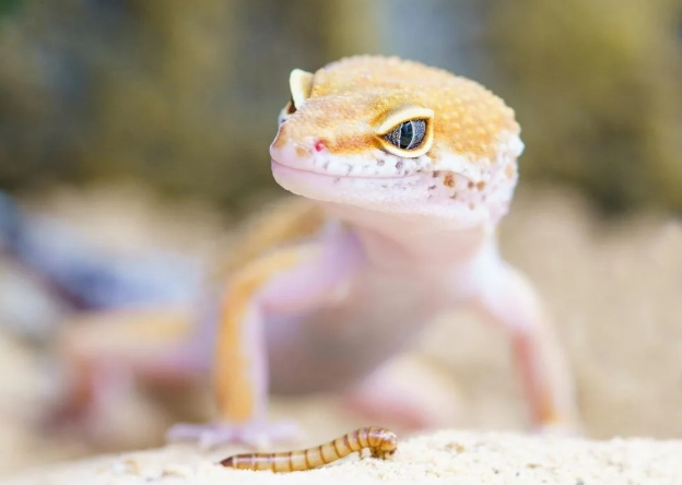 睫角守宮餵養方法