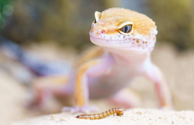 守宮可以多久不吃