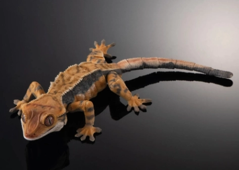 睫角守宮蛋照顧