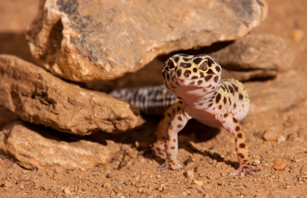 豹紋守宮飲食控制
