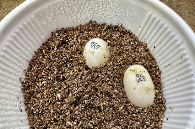 守宮蛋變化過程