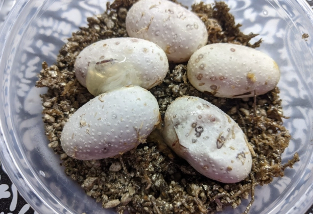 守宮蛋變化過程