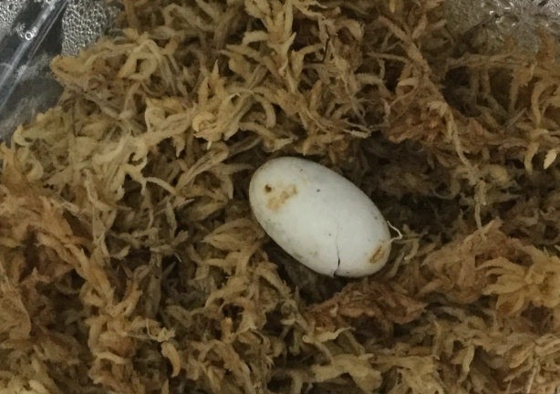 守宮蛋孵化溫度