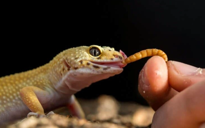 壁虎產卵困難 壁虎產卵困難