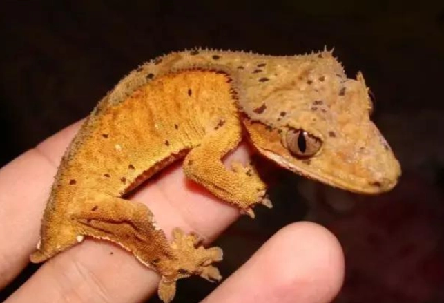 睫角守宮蛋照顧