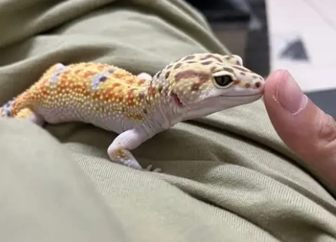 壁虎產卵困難 壁虎產卵困難