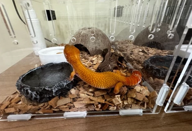 壁虎產卵困難 壁虎產卵困難