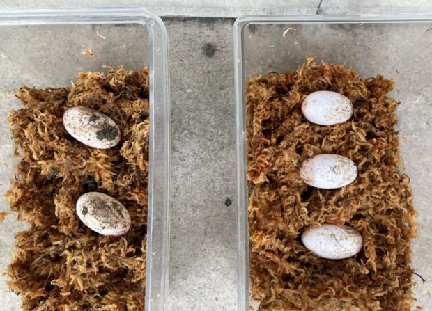 守宮蛋受精判斷