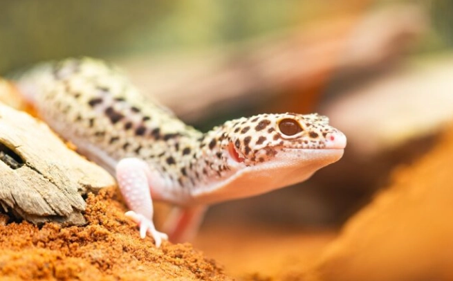 守宮多久脫皮一次