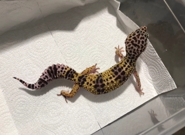 豹紋守宮飲食控制