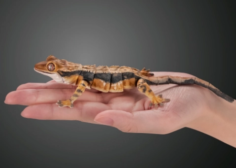 睫角守宮蛋照顧