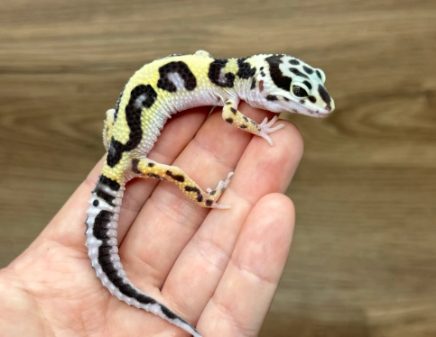 豹紋守宮飲食控制