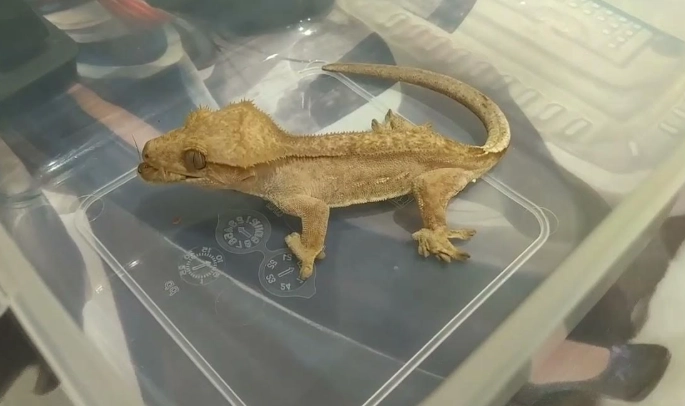 睫角守宮餵養方法