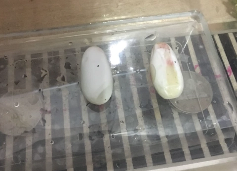 守宮蛋變化全解析：從產下到破殼的完整孵化指南